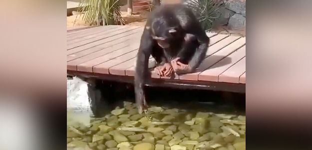 Watch: Adorable Viral Video Of A Chimpanzee Feeding Fish Wins Hearts