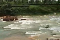 Elephant Saves Calf From Drowning In The River Elephant Saves Calf From Drowning In The River