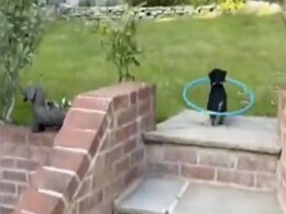 ज़िंदगी में परेशानी आए तो कैसे बाहर निकलें? ये जानने के लिए इस पपी का क्यूट वीडियो देखें ज़िंदगी में परेशानी आए तो कैसे बाहर निकलें? ये जानने के लिए इस पपी का क्यूट वीडियो देखें