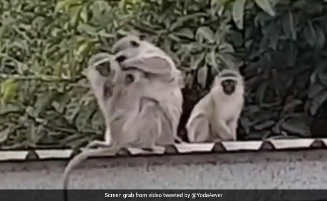 Viral Video: Baby Monkey Hugging Family After Being Released Into Wild Moves Internet