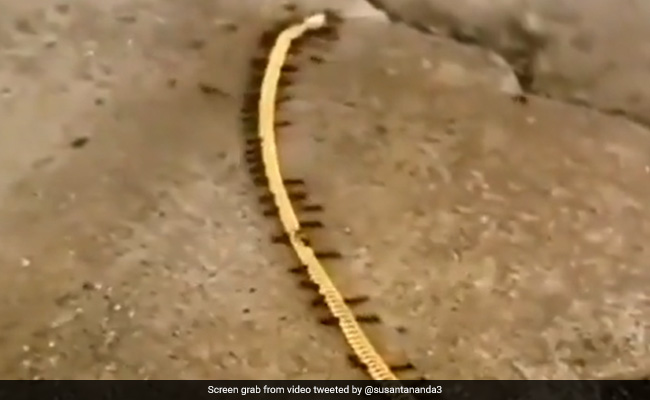 Viral Video: Ants Carry Gold Chain, Internet Says "Nothing Is Impossible"