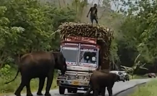 Video: Elephants Block Sugar Cane Truck, Don't Clear Road Till...