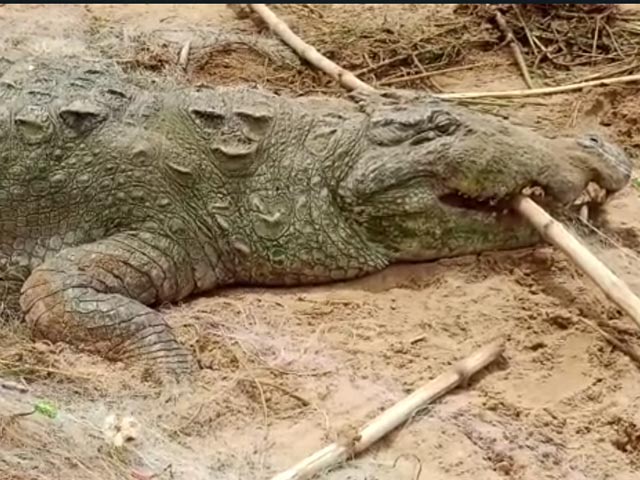 Angry Villagers Capture Crocodile To Try And Recover Boy's Body