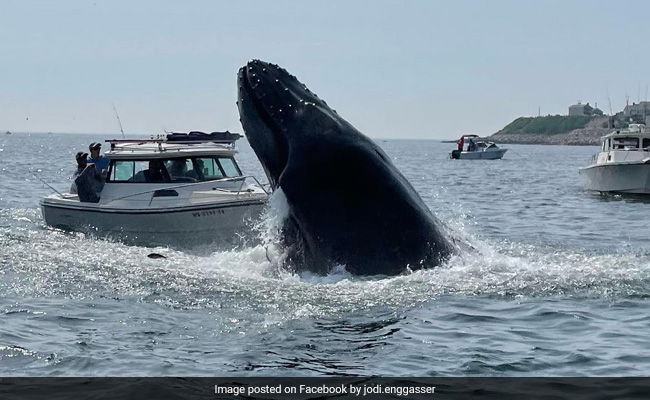 "It Was Insane": Video Shows Breaching Whale Landing On Boat