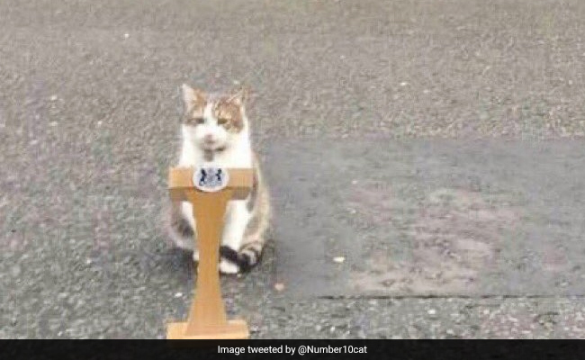 Larry The Cat's Announcement Amid UK Ministers' Resignation Goes Viral