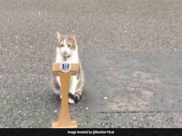 Larry The Cat's Announcement Amid UK Ministers' Resignation Goes Viral Larry The Cat's Announcement Amid UK Ministers' Resignation Goes Viral