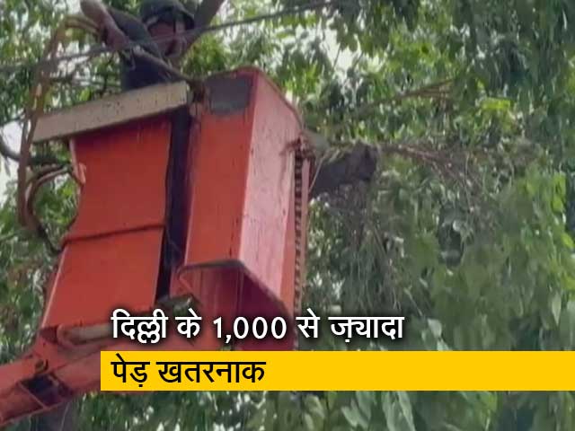 दिल्ली में 1 हजार से ज्यादा पेड़ खतरनाक, पेडों की होगी सर्जरी