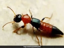 Nairobi Flies Infect Sikkim Students: All You Need To Know About Skin-Burning Insects Nairobi Flies Infect Sikkim Students: All You Need To Know About Skin-Burning Insects