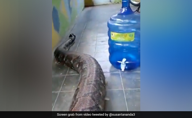 Close-Up Video Shows Huge Python Entering House, Internet Asks "Is It Real?"