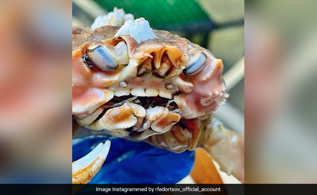 Viral Photo Shows Crab Having "Human-Like Teeth", Internet Stunned