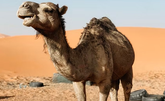 'Camel Flu' Threat At FIFA World Cup? Here's What Health Authorities Say