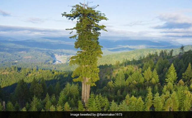 Study Reveals Loss Of California Trees Over 37 Years, Says They Might Not Be Back
