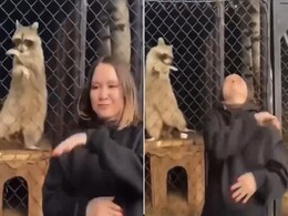 महिला के डांस मूव्स देख पिंजरे में बंद रकून ने खो दिया पारा, लगाए ऐसे ठुमके देखते रह गए लोग महिला के डांस मूव्स देख पिंजरे में बंद रकून ने खो दिया पारा, लगाए ऐसे ठुमके देखते रह गए लोग