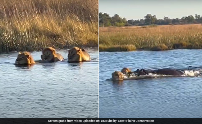 नदी पार कर रहे थे 3 शेर, तभी गुस्साए हिप्पो ने दौड़कर किया अटैक, जबड़ा खोलकर बब्बर शेर पर कूदा और फिर...