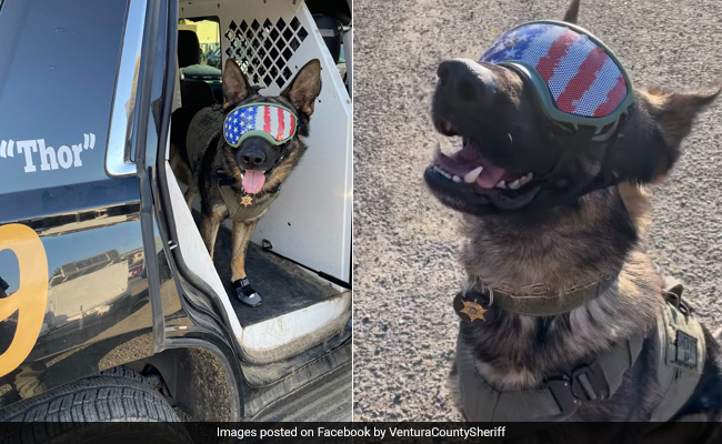 US Police Department Equip Dog Squad With Sunglasses And Shoes To Beat The Heat