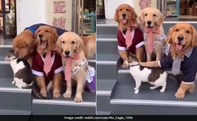Viral Video: Pet Dog Drags Stubborn Cat To Pose For Family Photograph