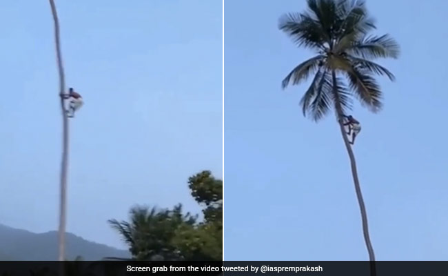 फल तोड़ने के लिए अपनी जान पर खेल गया शख्स, पेड़ पर चढ़ने के लिए की ऐसी मेहनत, IAS ने कहा- कुछ ऐसी ही है जिंदगी