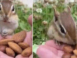Viral Video: Adorable Squirrel Tastes Almonds For The First Time, Its Reaction Will Make You Go 'Aww' Viral Video: Adorable Squirrel Tastes Almonds For The First Time, Its Reaction Will Make You Go 'Aww'