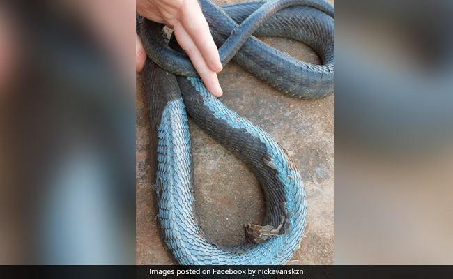 Black Mamba Slithers Into Bedroom, Shocked Family Flees Home In South Africa