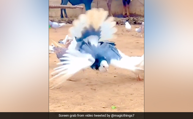 Viral Video: Pigeon Performs Backflips, Internet Says "Showing Off"