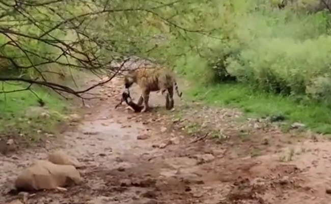 सोए हुए टाइगर के आगे भौंकना कुत्ते को पड़ा भारी, पलक झपकते निकल गई सांस
