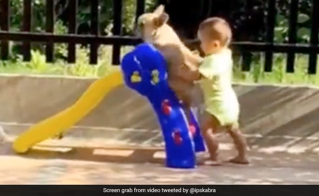 Viral Video: Little Boy Plays With Pet Dog On A Slide, Internet Says "Best Companion"