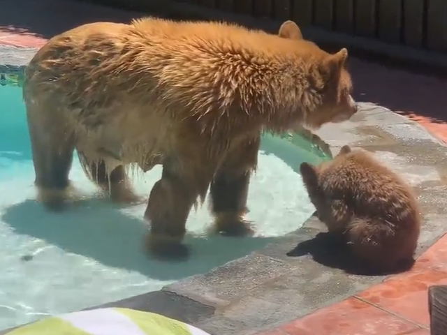 Mama Bear And Cub Chill In Swimming Pool
