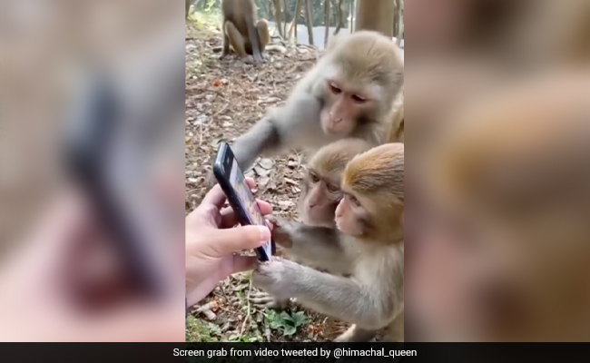 Video Of Monkeys using Social Media Leaves Internet In Splits