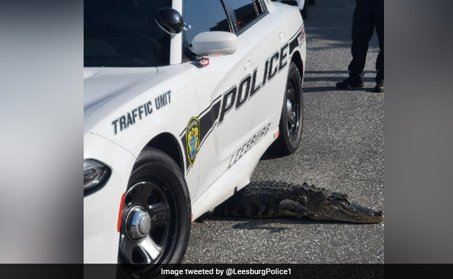 Florida Police Share Photo Of Alligator Stuck Under Patrol Car