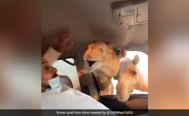 Watch: What Happens When Camel Feeding Experience Goes Wrong