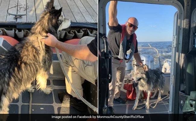 10-Year-Old Siberian Husky Rescued After He Swam 1.5 Miles Off New Jersey Coast