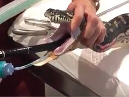 सांप का लाइव ऑपरेशन, डॉक्टर्स की टीम ने इस तरह निकाला स्नेक के मुंह में फंसा हुआ कपड़ा सांप का लाइव ऑपरेशन, डॉक्टर्स की टीम ने इस तरह निकाला स्नेक के मुंह में फंसा हुआ कपड़ा
