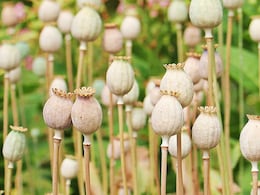 Morphine Worth Rs 365 Crore Busted At Navi Mumbai Port