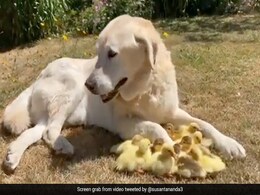 Watch: UK Dog Becomes Foster Dad To 15 Orphaned Ducklings Watch: UK Dog Becomes Foster Dad To 15 Orphaned Ducklings