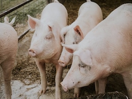 Deaths Of More Than 1,000 Pigs Leads To 33-Year-Old Woman's Arrest In US Deaths Of More Than 1,000 Pigs Leads To 33-Year-Old Woman's Arrest In US