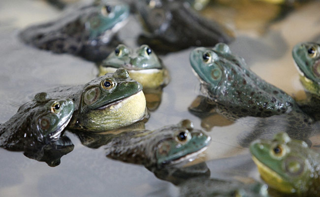 "Toad-mageddon": Hundreds Of Thousands Of Toads Cross Highway Near US City, Locals Stunned