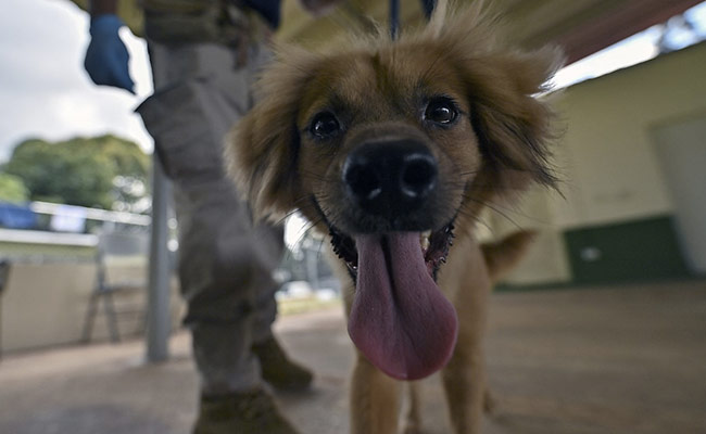 Workers Open Shipping Container After 40 Days. Inside Was A Bruised Dog