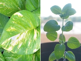 Good Luck Plants: तुलसी और मनी प्लांट सहित इन पौधों को घर में लगाने से मां लक्ष्मी की हमेशा रहती है विशेष कृपा, निगेटिव एनर्जी रहती हैं कोसों दूर Good Luck Plants: तुलसी और मनी प्लांट सहित इन पौधों को घर में लगाने से मां लक्ष्मी की हमेशा रहती है विशेष कृपा, निगेटिव एनर्जी रहती हैं कोसों दूर