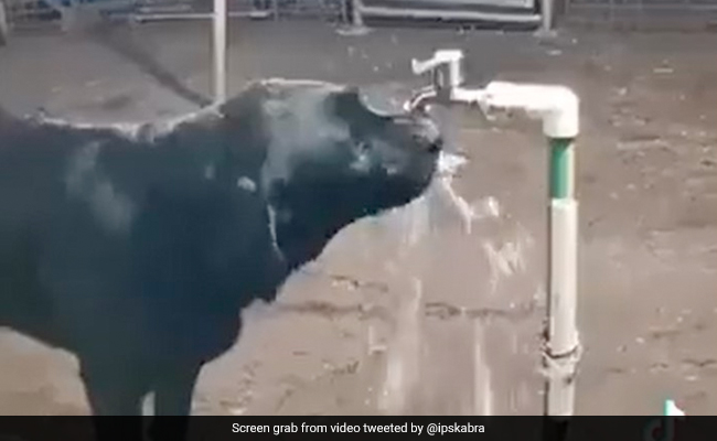 Watch: Dog Turns Off Tap After Drinking Water. Humans Should Learn, Says Internet
