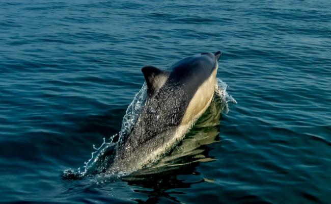 Elusive Beaked Whales Spotted Close To Beach In Netherlands, Experts Worried: Report