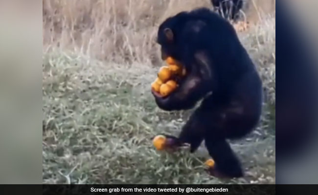 Viral Video: Chimpanzee Stuffs Fruits In Hands And Mouth, Internet Finds It Relatable