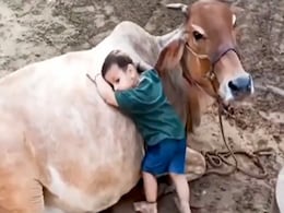 कभी गर्दन पर चढ़कर तो कभी गोद में लेटकर गाय के साथ खेल रहे मासूम बच्चे का Video Viral कभी गर्दन पर चढ़कर तो कभी गोद में लेटकर गाय के साथ खेल रहे मासूम बच्चे का Video Viral