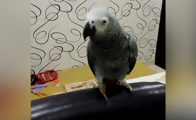 Man Finds Missing Pet Parrot, Gets Rs 85,000 Reward