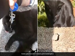 "Smartest Kitty": Viral Video Shows Cat Helping Human Recover Keys From A Hole "Smartest Kitty": Viral Video Shows Cat Helping Human Recover Keys From A Hole