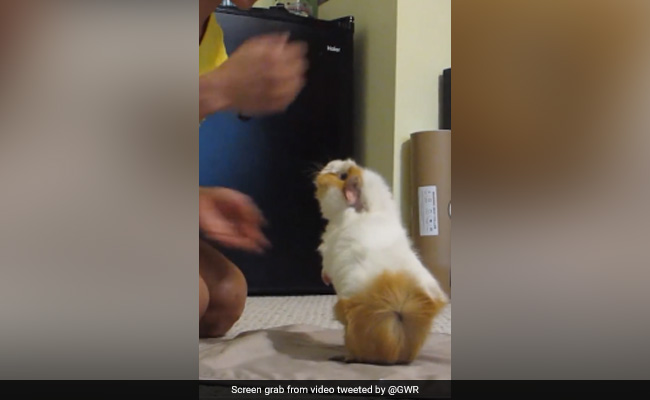 Guinness Record For Most Tricks Performed In A Minute By A Guinea Pig Goes To Coco