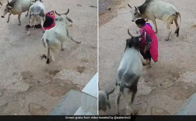 सांड अचानक भड़का, रास्ते से जा रही महिला की ओर दौड़ा और उठाकर पटक दिया, घटना का Video वायरल