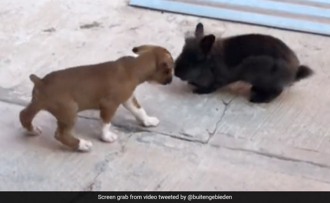खरगोश को देखते ही नकल उतारने लगा Puppy, हवा में लगाने लगा ऊंची छलांग, Rabbit ने ऐसे सिखाया सबक