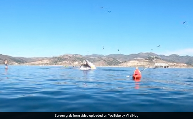 Watch: Whale Nearly Swallows Kayakers. Old Video Goes Viral Again