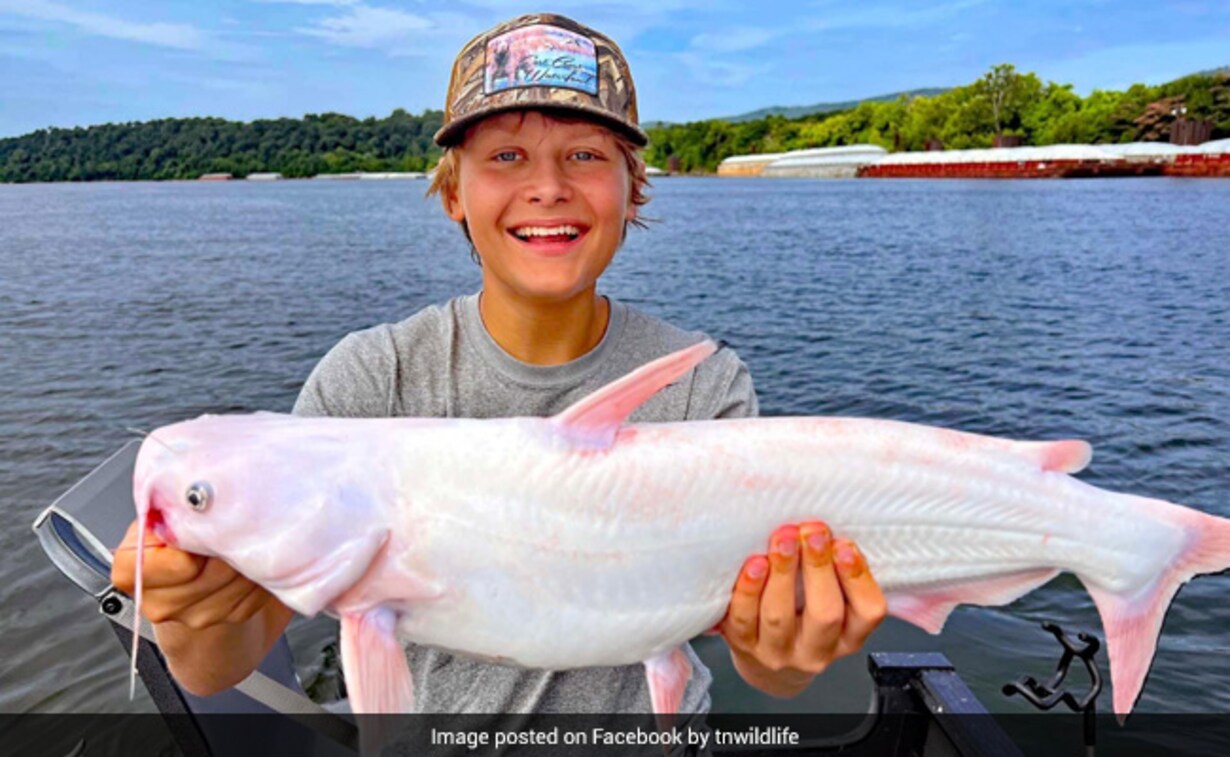 15-Year-Old Boy Catches "Incredibly Rare" All-White Catfish In US