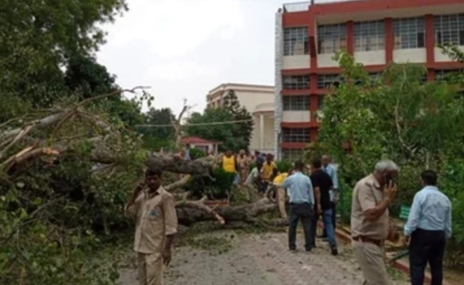 Teen Dies As 250-Year-Old 'Heritage' Tree Falls In Chandigarh School, Inquiry On Amid Questions